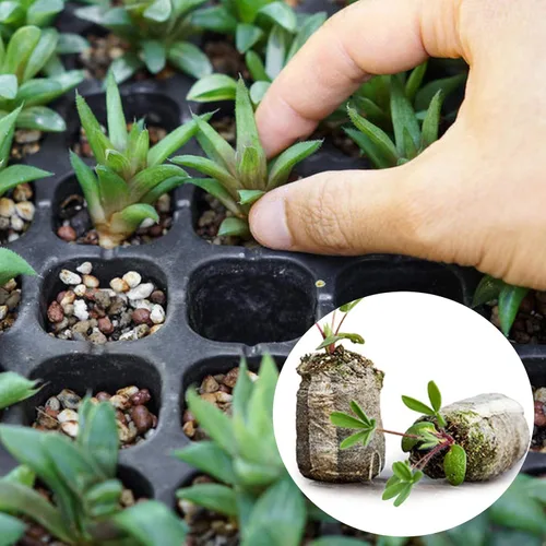 Miniatura 5 de Tlswshsy Bloque de suelo de plántulas de palets de turba de 1.181 in, 120 unidades, tapones de arranque de plantas, trasplante de cultivo