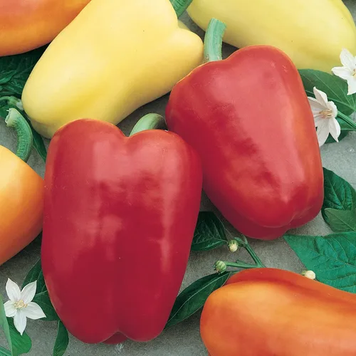 Chablis F1 Hybrid Sweet Pepper Seeds – 0.25 oz ~ 1000 semillas – Sin OMG, híbrido F1 – Huerto – Capsicum annuum