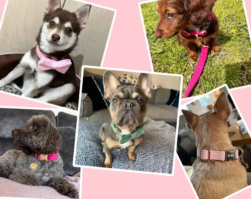 Miniatura 6 de Collares de perro personalizados con hebilla metálica - Collares de mascota con nombre y número de teléfono personalizados para razas pequeñas