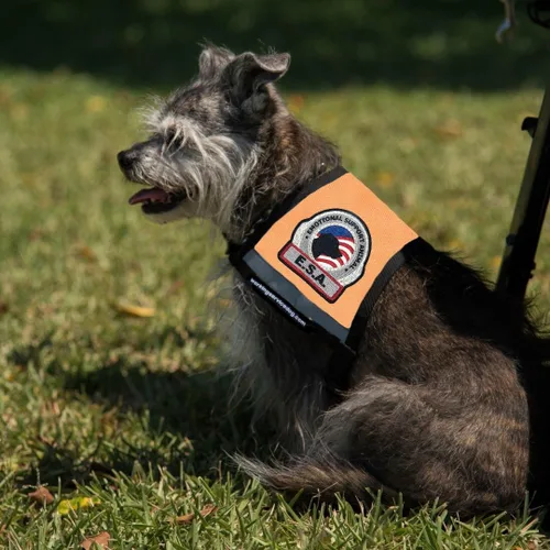 Miniatura 3 de Chaleco de apoyo emocional premium para perros pequeños, ESA, incluye 5 tarjetas de folleto ESA de ley federal