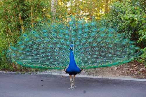 Miniatura 5 de American Feathers Plumas de cola de pavo real con ojos de 35 a 40 pulgadas por 50