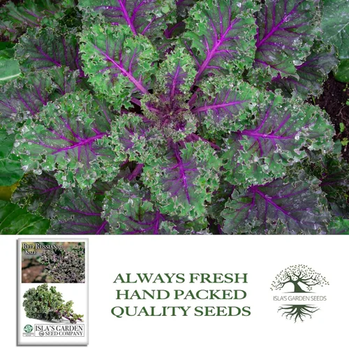 Miniatura 4 de Semillas rojas de col rizada rusa (Brassica Napus VAR. pabularia) – Más de 750 semillas sin OMG y reliquias de Isla's Garden Seeds, tiernas verduras