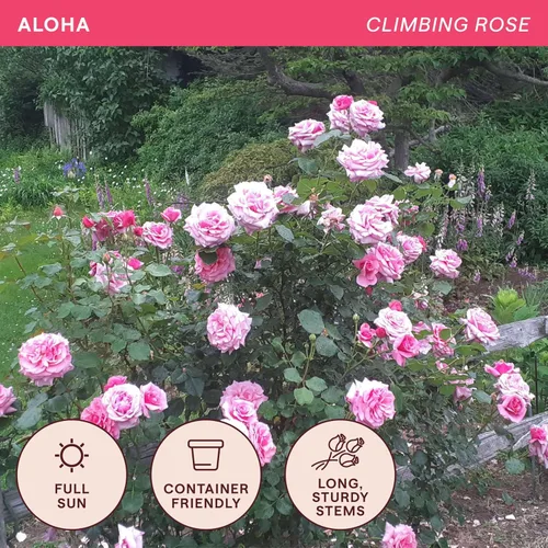 Miniatura 4 de Rosas trepadoras de reliquia, planta de raíz propia viva para jardín al aire libre, Aloha, muy fragantes, zonas de rusticidad 5 a 10, floración