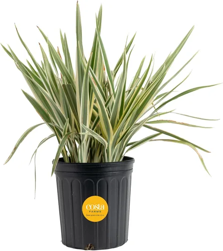 Miniatura 14 de Costa Farms Curcuma, planta viva de jengibre oculto en maceta de plástico, planta de interior con flores al aire libre, perfecta para decoración