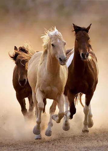Miniatura 2 de Clementoni Rompecabezas de caballos corriendo (1000 piezas)