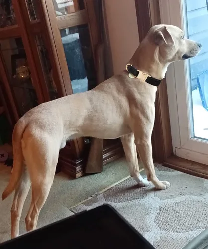 Miniatura 6 de Collar de algodón suave para perro con hebilla de metal, ajustable, resistente, cómodo, collares de pana para perros pequeños, medianos y grandes