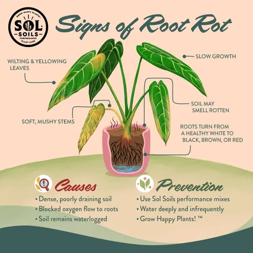 Miniatura 7 de Sol Soils Perlita gruesa para plantas, enmienda ligera y totalmente natural de suelo de vidrio volcánico para mejorar el drenaje y la aireación, 2