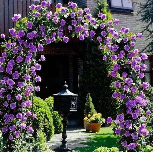 100 semillas de rosas trepadoras moradas raras sin OMG
