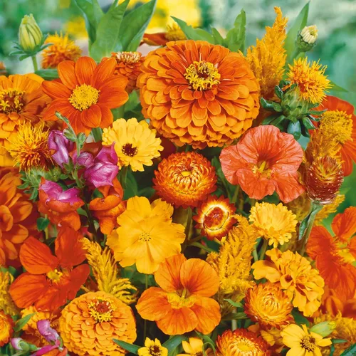 Miniatura 7 de Eden Brothers Crazy for Cosmos - Semillas mixtas de flores de cosmos para plantar, 50 lb, más de 24,000,000 semillas con Cosmos Gloria, Pinkie