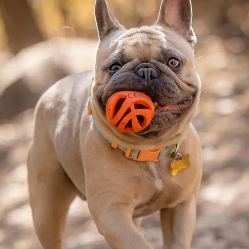 Miniatura 5 de Chuckit! Air Fetch Ball - Juguete para perro, mediano (2.5 pulgadas de diámetro), para perros de 20 a 60 libras, paquete de 2