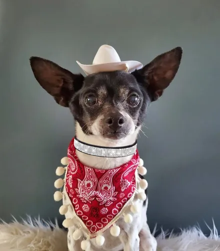 Miniatura 3 de Bling - Collar para perros pequeños, collar de cachorro con diamantes de imitación de diamantes de imitación con purpurina para hembras y gatos