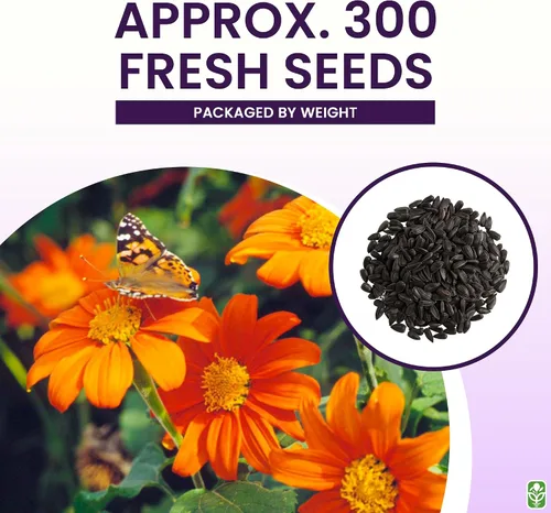 Miniatura 3 de Semillas de girasol mexicanas: atraen abejas y mariposas