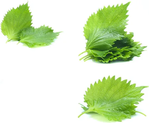 Miniatura 3 de Semillas Shiso, paquete de más de 1500 semillas de perilla para plantar