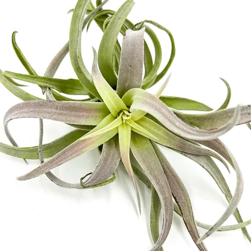 Miniatura 21 de ragnaroc Planta de Aire Viva – Tillandsia Capiput, Jumbo 6-9” - 2 unidades - Llegada Viva Garantizada - Plantas de Casa para Decoración del Hogar