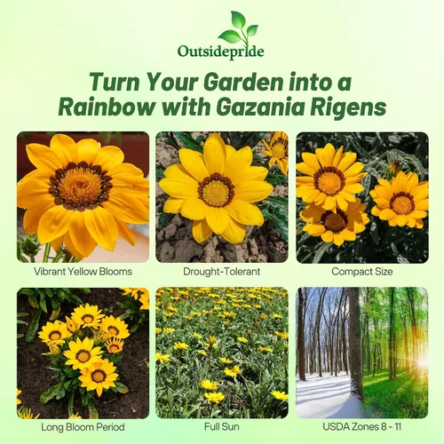 Miniatura 2 de Outsidepride Gazania Kiss - Plantas de jardín tolerantes al calor y la sequía y al suelo, 25 semillas