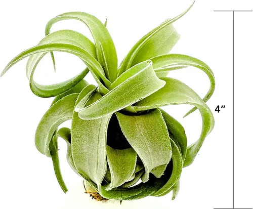 Miniatura 4 de ragnaroc Plantas de aire vivo – Tillandsia Streptophylla Grande – 3 unidades 3-5 pulgadas – Ideal para regalos y regalos, plantas de interior vivas