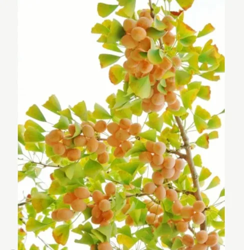 Miniatura 4 de 25 semillas de ginkgo biloba, hojas únicas de ginkgo raras, semillas de árbol de culantrillo amarillo brillante