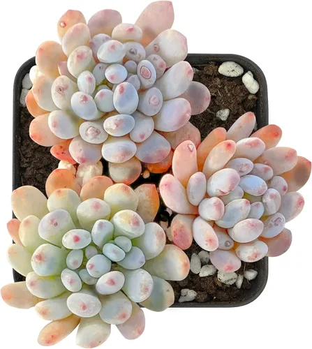 Miniatura 17 de Sprout N Green Echeveria 'Pink Tips', Mini planta suculenta viva totalmente arraigada en maceta de 2 pulgadas, planta de interior para interiores