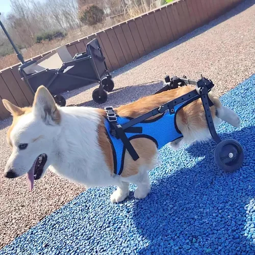 Miniatura 8 de Herramienta ligera para caminar para perros, silla de ruedas ajustable para perros, soporte para piernas y soporte de cadera para perros pequeños