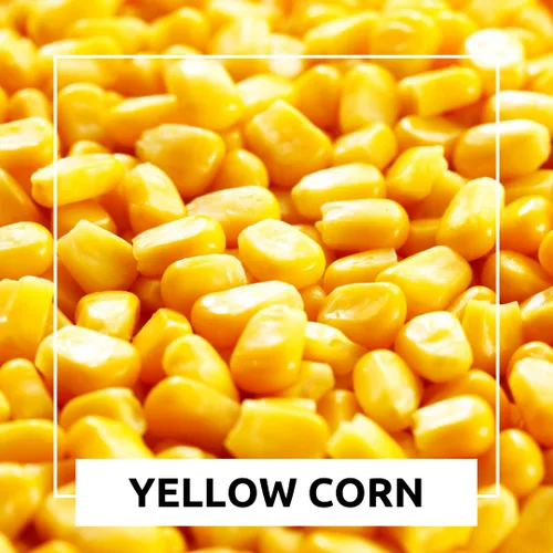 Miniatura 4 de 5 libras de maíz entero CZ Grain - Haz harina de maíz - Maíz amarillo cultivado en Iowa. Ideal para tortillas - ciervos, patos, pavo - Maíz Masa