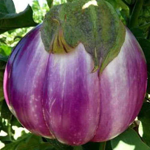 Rosa Bianca Berenjena – 1 onza ~ 6,160 semillas – Semillas de jardinería agrícola y vegetal de polinización abierta, sin OMG, semillas de jardinería