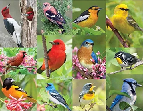 Miniatura 9 de Springbok Birds of Spring - Rompecabezas de 500 piezas para adultos, incluye aves silvestres norteamericanas
