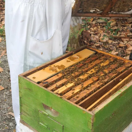 Miniatura 4 de Alimentador de colmena de abeja de 6L, alimentadores de abejas para colmenas,Alimentadores de marco para colmenas de abejas,Alimentador de alimentos