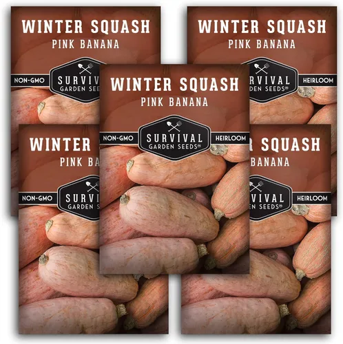 Survival Garden Seeds - Semilla de calabaza de invierno de plátano rosa para plantar - 5 paquetes con instrucciones para cultivar verduras de