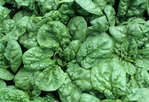 Miniatura 2 de Semillas de espinacas gigantes durante todo el año Verduras tradicionales verdes para plantar semillas sin OMG 300