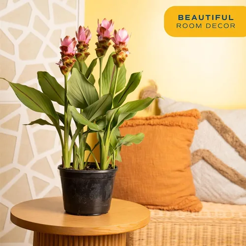 Miniatura 2 de Costa Farms Curcuma, planta viva de jengibre oculto en maceta de plástico, planta de interior con flores al aire libre, perfecta para decoración