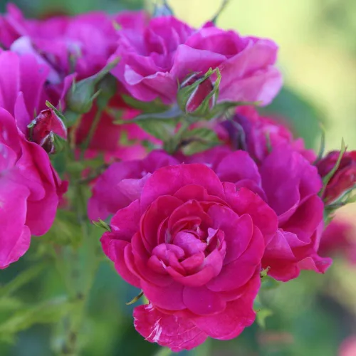 Miniatura 2 de Heirloom Roses Planta de rosas - John Cabot Rose Bush, planta viva resistente para plantar al aire libre