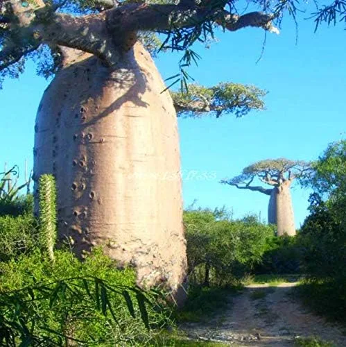Miniatura 5 de Atfipan - 5 unidades/bolsa Adansonia Digitata Baobab Semillas de árbol de baobab raras Semillas raras de Baobab Semillas de jardín Plantas