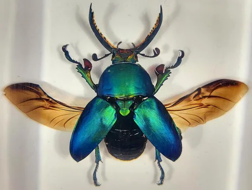 Miniatura 30 de 44mm Hormiga gigante tropical real en resina de lucita transparente cristalina, espécimen preservado Pseudoneoponera Rufipes, taxidermia
