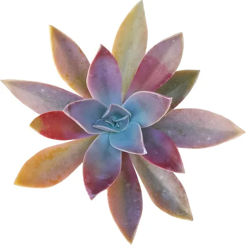 Miniatura 5 de Adenium Obesum - Rosa del desierto de 4 pulgadas, suculenta saludable, rara e inusual, viva de fácil cuidado, planta interior de casa, totalmente