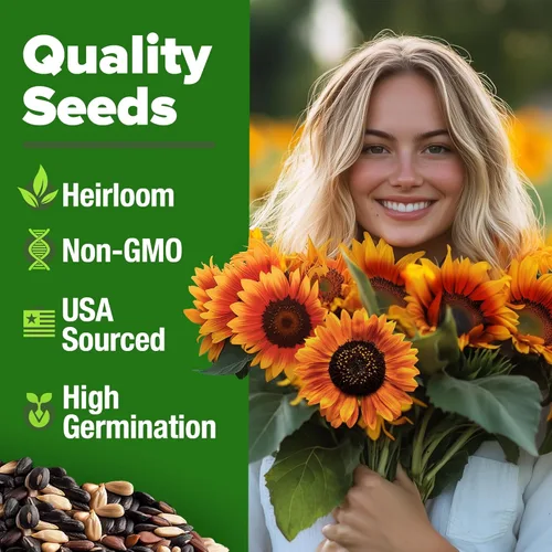 Miniatura 2 de HOME GROWN Autumn Beauty Semillas de girasol para plantar 40 semillas de girasol tradicionales sin OMG para plantar flores para apoyo