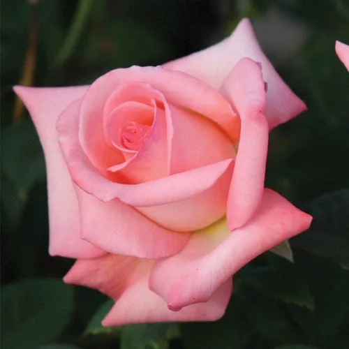 Miniatura 2 de Rosas de té híbridas de reliquia, planta de raíz propia viva para jardín al aire libre, novia, muy fragante, zonas de rusticidad: 6-10, floración