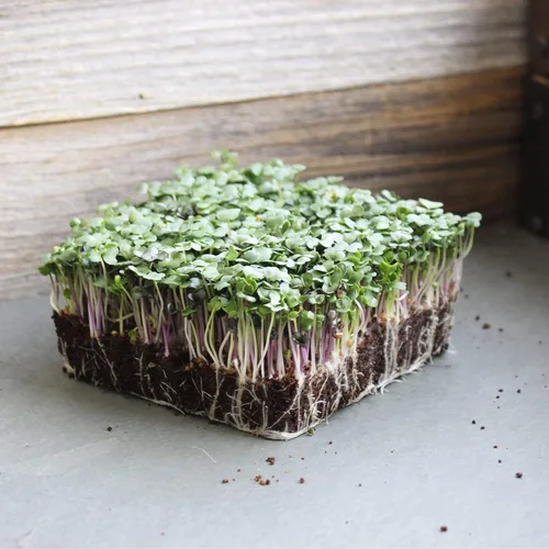 Miniatura 5 de Mezcla de ensalada picante orgánica Microgreens Semillas: paquete de 0.30 oz - Mezcla de semillas de micro verduras sin OMG: brócoli, col rizada