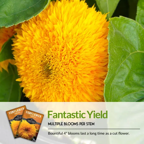 Miniatura 6 de Sungold - Semillas de girasol de oso de peluche para plantar, flor enana con flores esponjosas de pompón, reliquia, variedad sin OMG, semillas