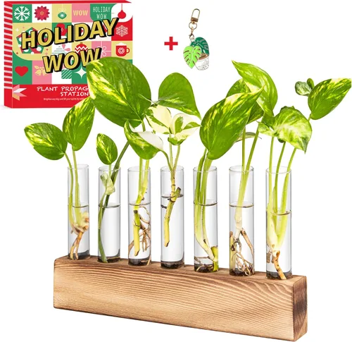 Miniatura 10 de KAXYEW Estación de Propagación de Plantas de Escritorio de Vidrio con Tubo de Ensayo, Terrario de Plantas en Soporte de Madera para Plantas Marrón