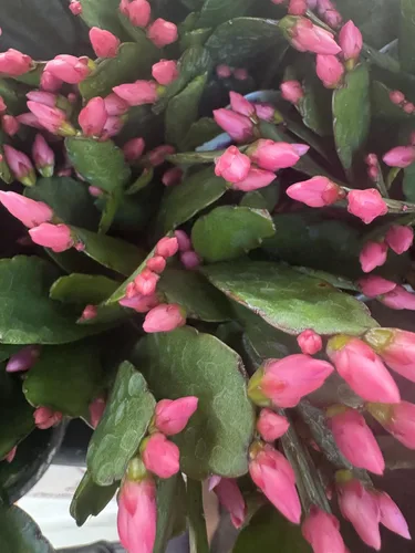 Miniatura 3 de Planta viva de cactus rosa de primavera de 4 pulgadas, Rhipsalidopsis. Recién plantado, cactus navideño. Hermoso color.