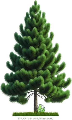 Miniatura 3 de Slash Pine Tree Semillas Premium Pinus elliottii Plants' (Premium Seeds, 20)