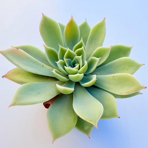 Miniatura 5 de Plantas suculentas vivas, variedades surtidas en dos tamaños de maceta, plantas de fácil cuidado para interiores y exteriores, GNEM