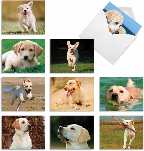 Miniatura 12 de The Best Card Company - 10 adorables tarjetas de perro en blanco (4 x 5.12 pulgadas) - Razas de mascotas surtidas, juego en caja - Adorables perros