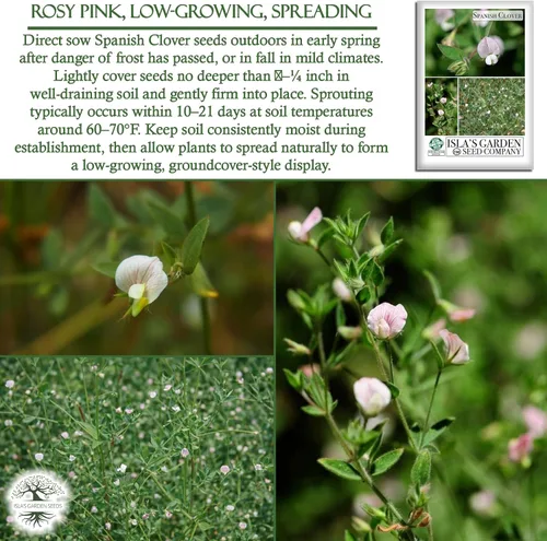 Miniatura 5 de Semillas de flores de pie de pájaro americano "Spanish Clover" para plantar, más de 1000 semillas por paquete, semillas de jardín de Isla
