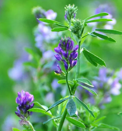 Miniatura 7 de 100 semillas de alfalfa morada, cultivo de cobertura regenerativa, semillas certificadas sin OMG de alta germinación, semillas convencionales