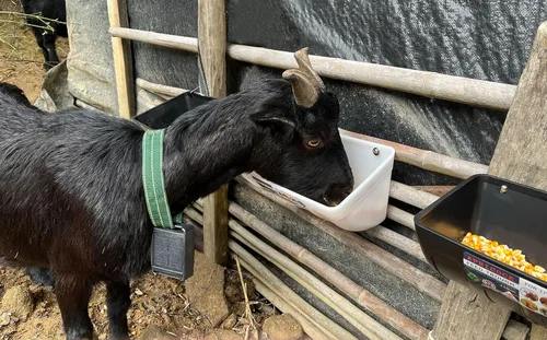 Miniatura 8 de Comedero Bebedero para Pollos, Comedero para Cabras - Paquete de 2, 5.5 Cuartos, para Cabras Pollos Patos Ovejas Perros Lechones Ciervos Gansos