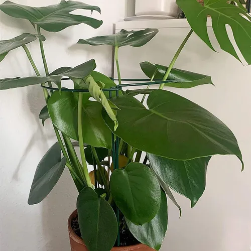 Miniatura 8 de TCBWFY Paquete de 10 estacas de soporte para plantas de peonía, 10 pulgadas de ancho x 16 pulgadas de alto, jaulas de peonía de alta resistencia