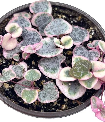 Miniatura 3 de Planta suculenta viva de 4 pulgadas con cuerda de corazones variegada, plantas suculentas vivas, plantas suculentas enraizadas, planta colgante