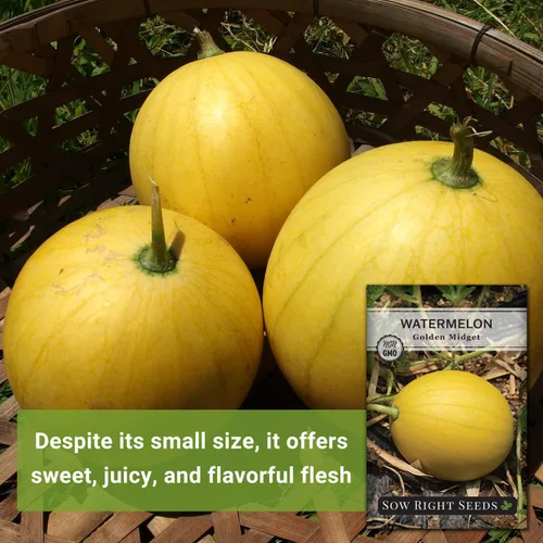 Miniatura 3 de Sow Right Seeds - Semilla de sandía Golden Midget para plantar - Paquete de reliquia sin OMG con instrucciones para plantar y cultivar un huerto
