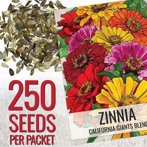 Miniatura 2 de Seed Needs California Giants - Semillas de zinnia – 250 semillas tradicionales para plantar Zinnia elegans – Cultiva flores anuales polinizadas